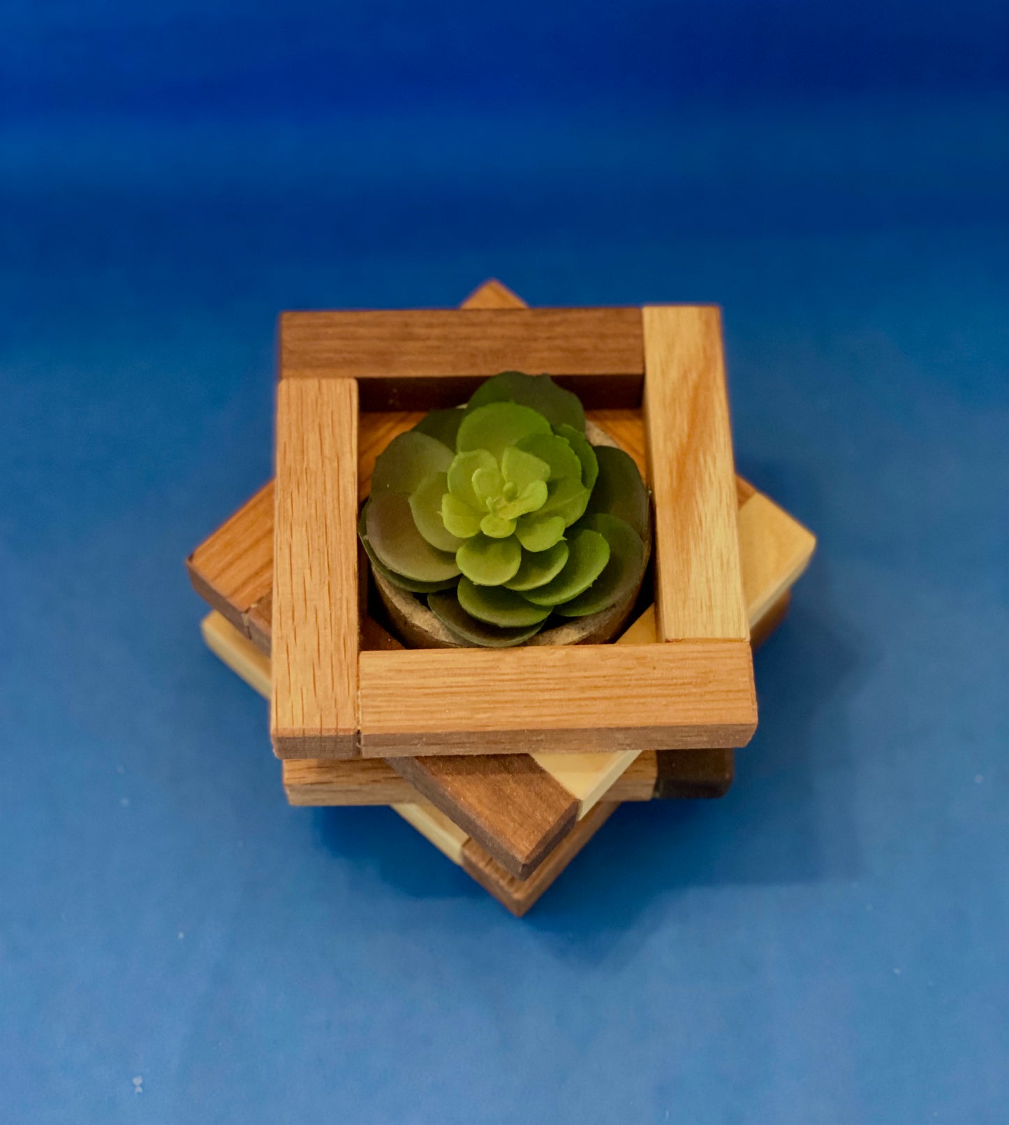 Succulent holder
